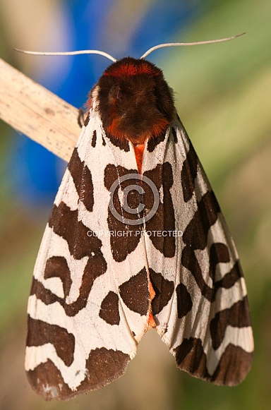 Garden tiger moth