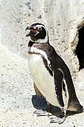 Penguin yawning at the zoo