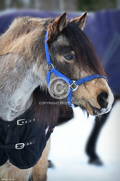 Connemara horse