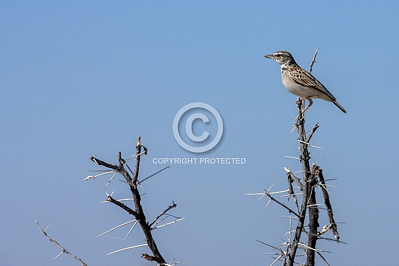 African Pipit - Namibia