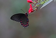 Montezuma's Cattleheart Butterfly