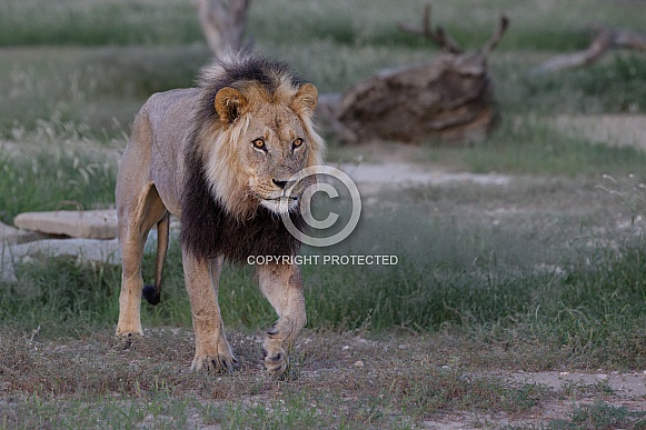 Wild Male lion in Kgalagadi