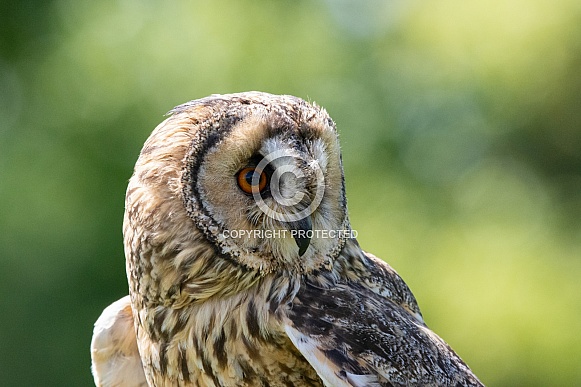 Long-eared owl close-up portrait