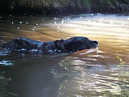 Black Labrador Swimming