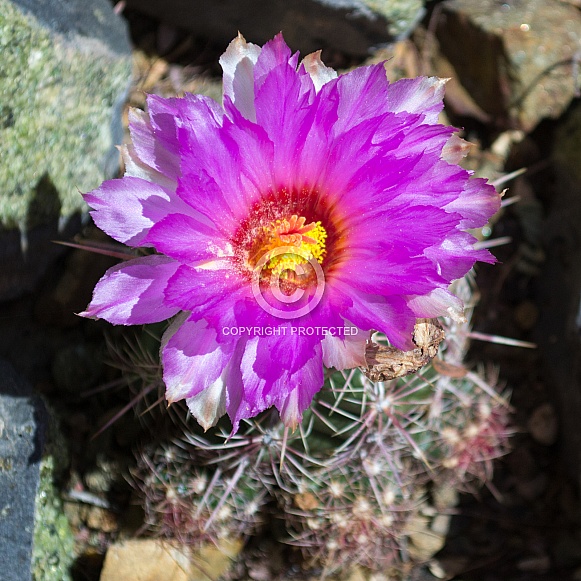 Texas Lace Cactus Flower