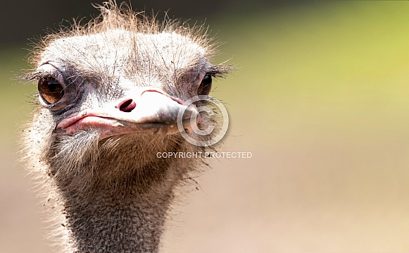 Ostrich Face Shot Close Up