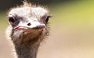 Ostrich Face Shot Close Up