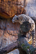 Snow leopard kitten