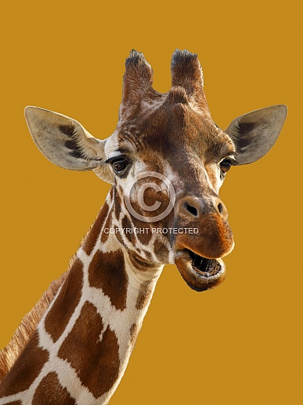 Giraffe (Giraffa camelopardalis rothschildi)
