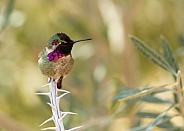 Costa's hummingbird, Calypte costae