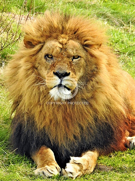African Lion lying down