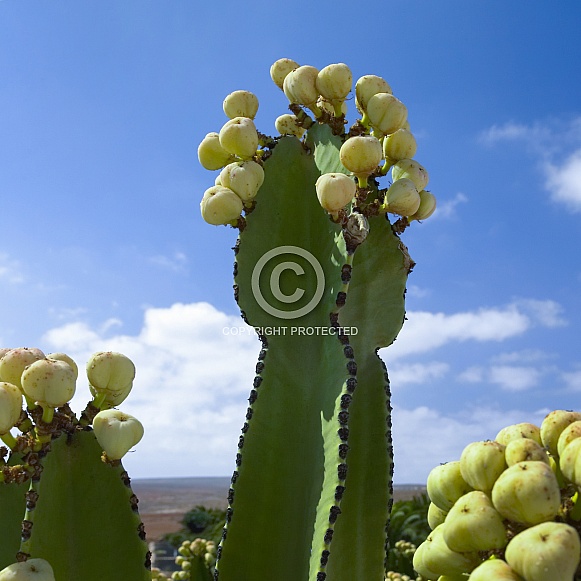 Cereus cactus - Canary Islands - Spain