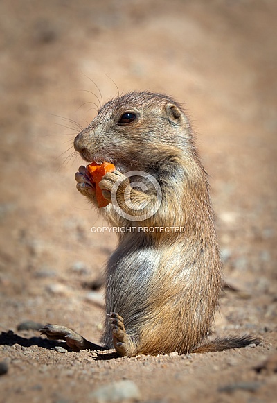 Black tailed Prairie Dog with Carrot