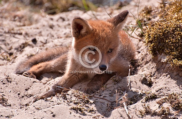 Red fox welp