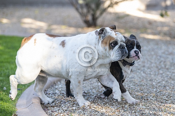 Bulldog showing a young puppy how to play