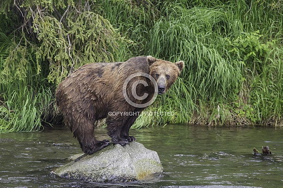 Grizzly Bear Fishing From A Rock