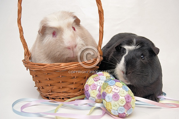 Easter Guinea Pigs