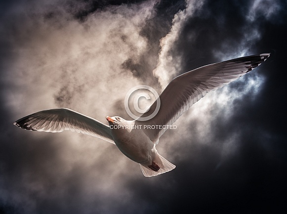 Gull in Storm