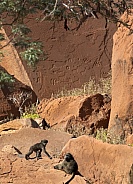 Chacma Baboons and Petroglyphs - Namibia
