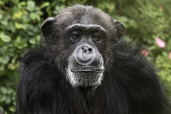 Chimpanzee Face Shot