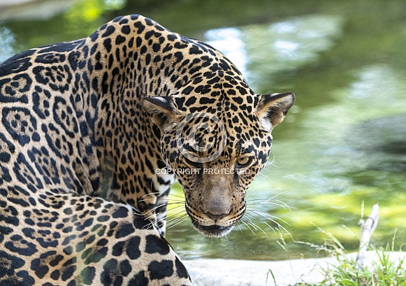 Jaguar looking back from the water hole at the zoo