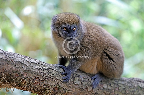 Lac Alaotra bamboo lemur (Hapalemur alaotrensis)