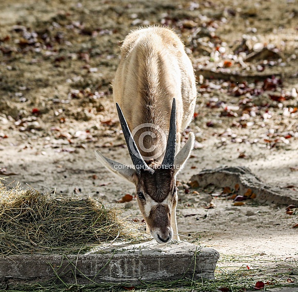 Addax white Antelope