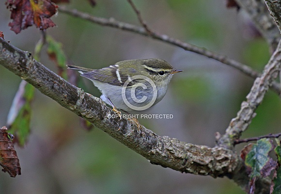 Yellow browed Warbler