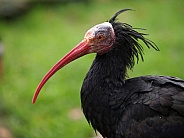 Bald ibis (Geronticus eremita)