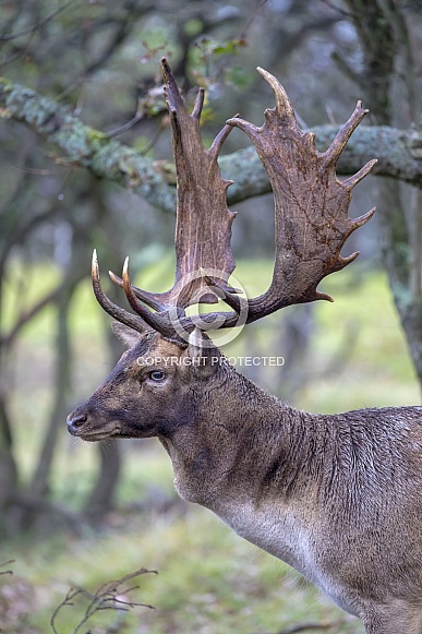Red deer (cervus elaphus)