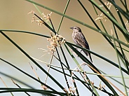 Female Red-winged Blackbird in a Marsh