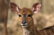 Nyala Antelope Head Shot Ears Out