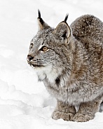 Canada Lynx-Canada Lynx