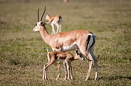 Grant's Gazelle and calf