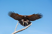 Harris's Hawk in Flight #3