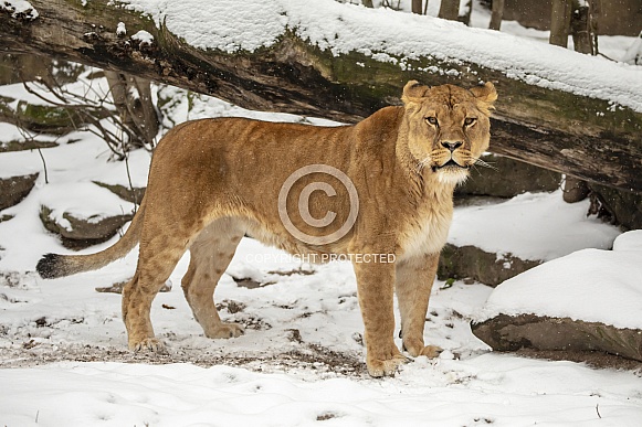 Lioness (Panthera onca)