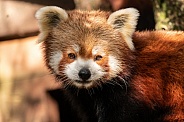 Red Panda Close Up