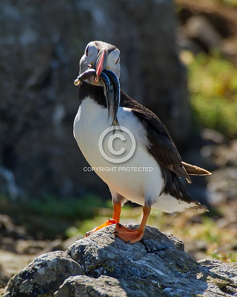 Atlantic Puffin with Sand Eels