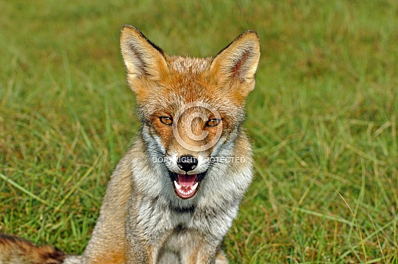 Red fox vulpes