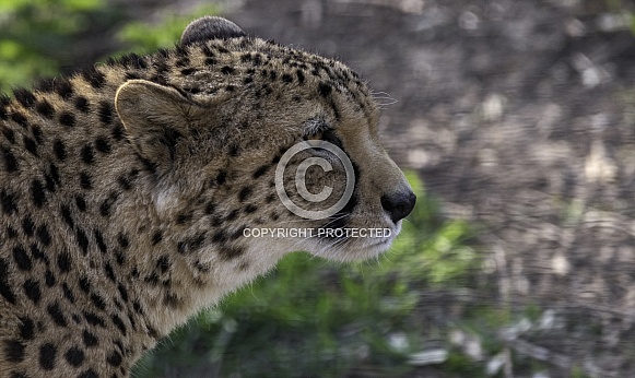 Cheetah Side Profile Stalking