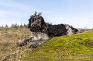 Schapendoes (Dutch Sheepdog)