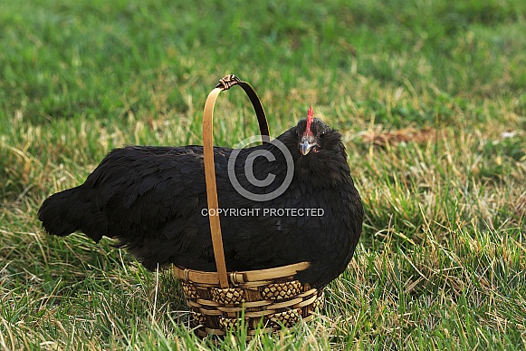Hen in Basket