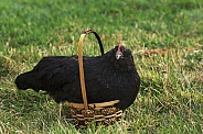 Hen in Basket