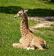 Baby Reticulated Giraffe laying down side view