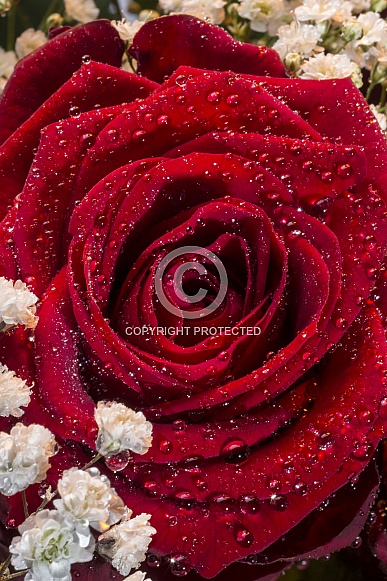 Red Rose - close up