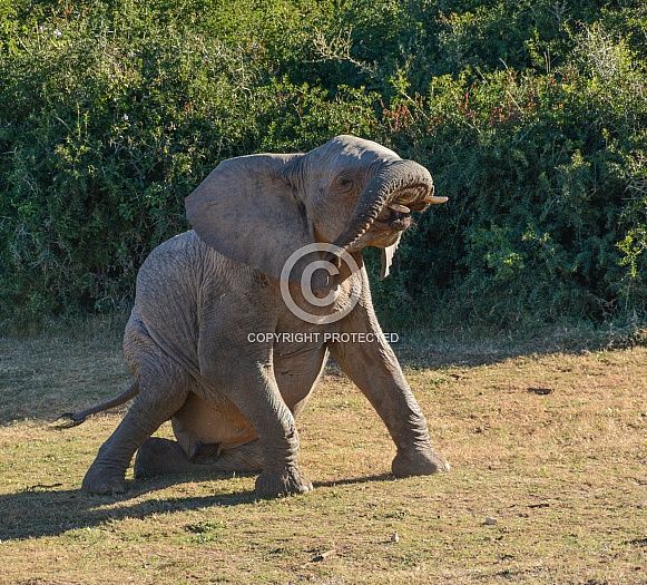 You're doing it wrong.... Young African Elephant