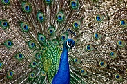 Peacock-A Peacock Display