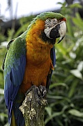 Hybrid Macaw Full Body