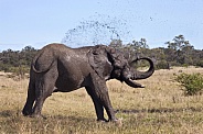 African Elephant having a mud bath - Botswana