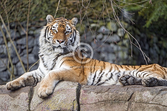 Amur Tiger Resting on Rocks